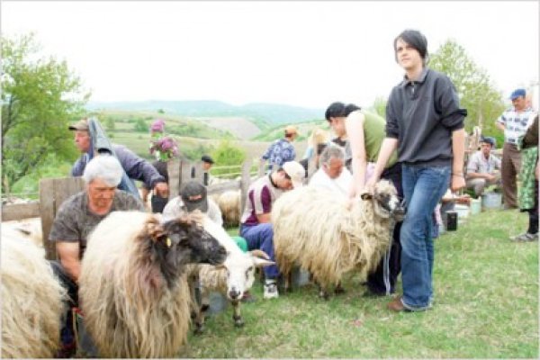 Crescătorii de animale pot depune cererile pentru subvenţii